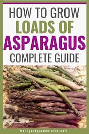 Check spelling or type a new query. How To Grow Asparagus Secrets To A Healthy Asparagus Crop