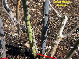(you/come) back the same day? Prune Roses Heirloom Roses