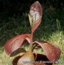 Image result for Synadenium cameronii