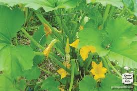 He has amazing gardening techniques i have not even finished reading all of his tips. Summer Squash Trellis