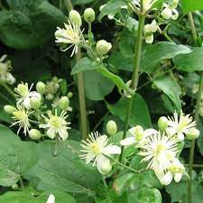 Appartiene alla famiglia botanica delle portulacaceae. Vitalba Clematis Vitalba Famiglia Delle Ranuncolacee Flora Spontanea Clematide Fiori Piante