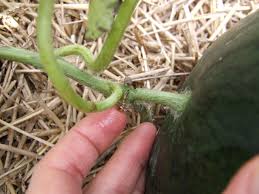 How to pick a watermelon. Reasons To Grow Sugar Baby Watermelon Hgtv