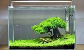 Hardscape merupakan elemen penting dalam membuat aquascape. Cara Memelihara Ikan Guppy Dengan Baik Dan Benar Suka Ikan