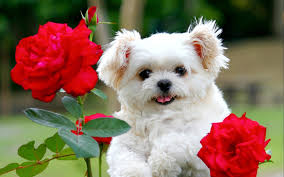 Find the perfect cute puppies flowers stock photo. Cute White Puppy With Red Rose Flowers Hd Wallpapers Rocks Cute Fluffy Puppies Cute Puppy Wallpaper Cute White Puppies