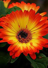 Pin By Mona Moni On Gerbere Gerbera Daisy Gerbera Beautiful Flowers