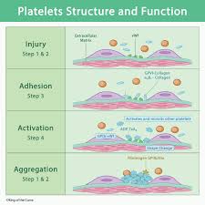 Image result for Platelet Function Closure Time