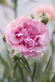 Scientific research shows that loving and being loved is the key to living a happy life, so we found the best quotes about love and happiness you, of all people deserve a happy ending. — sylvain reynard. 50 Flowers With Surprising Meanings Meanings Of Flowers