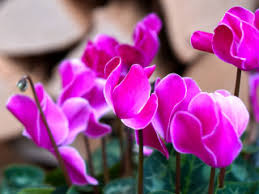 If you think your pet may have ingested. Plants Poisonous To Cats Flowers Poisonous To Cats Vets Now