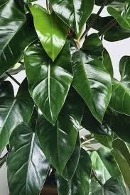 Attention Wannabe Gardeners These Indoor Plants That Are Almost Impossible To Kill Indoor Plants Low Light Large Leaf Plants Easy House Plants