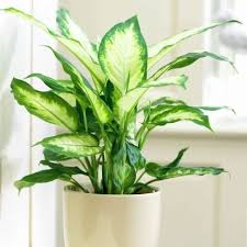 Dieffenbachia Maculata Camilla Diffenbachia Zielony Parapet In 2020 Plants House Plants Decor House Plants