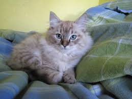 pin on ragdoll