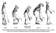 L'odyssée de l'espèce, homo sapiens, le sacre de l'homme des heures de vrai spectacle à voir en famille pour comprendre l'évolution de l'homme. Origine Evolutive De L Homme Wikipedia