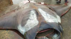 Pari listrik merupakan salah satu ikan. Nelayan Tangkap Ikan Pari Raksasa Seberat 750 Kg Sampai Diangkat Pakai Crane Kumparan Com