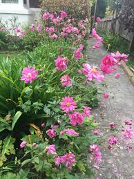 Japanese Windflower Anemone Japonica At The Side Passage Of Our House Katoomba Blue Garden Ideas Side Of House Amazing Landscaping Ideas Diy Raised Garden
