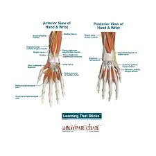 Hand And Wrist Labeled Body Part Chart Removable Wall Graphic