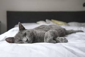 Cat sofa bedct002my cat loves it however not very functional when folded to a couch so we leave it open all the time4. Stressed Pets How To Stop It Now And When You Go Back To Work Ctv News