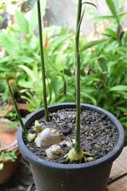 Thank god for blessing me with two of them(now grown). Growing Ginger From Root How To Grow Ginger Root