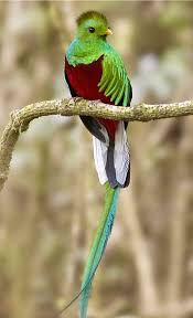 Tambien repasaremos sus principales características: Quetzal Mi Ave Nacional Ave Nacional De Guatemala Aves Aves Exoticas