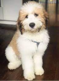 How big do mini st berdoodles get. Pros And Cons Of Getting A Saint Berdoodle Puppy Ebknows