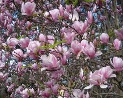 All of our inventory is for sale only at our nursery located in longmont, colorado. 73 Deciduous Trees Ideas Deciduous Trees Plants Trees To Plant