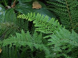 Farn Im Garten Pflegeleichter Schmuck Fur Problemzonen Gartenflora