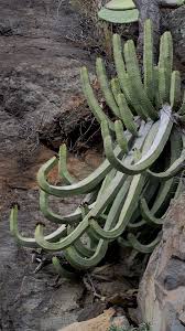Cactus and succulent society of america an international organization based in the usa and publishers of the cactus and succulent journal. March 2017 Central Oklahoma Cactus Succulent Society