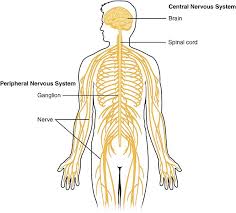 This is the way the body communicates with the brain and vice versa. File 1201 Overview Of Nervous System Jpg Wikimedia Commons