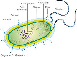Image result for Bacteria