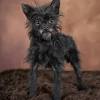 Afador mixed dog breed pictures. Https Encrypted Tbn0 Gstatic Com Images Q Tbn And9gcr1bhvjisopfbrumsnu Ttpcd Smpi7kghhuejxh7t Rubkk Y Usqp Cau