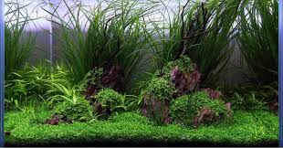 Image result for Vallisneria
