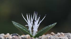 Image result for Hesperantha longicollis