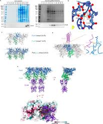 A central, shared role for disulfide bonds in Bacteroidota protein  transport and gliding motility | bioRxiv