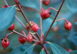 Image result for Ternstroemia polypetala