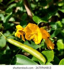 Image result for Senna tora