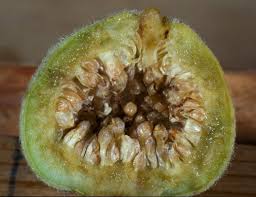 Image result for Ficus stuhlmannii