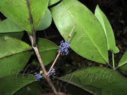 Image result for Memecylon