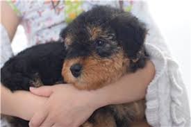 Our pups have a loyal disposition and are full of personality. Airedale Terrier Puppies For Sale From Reputable Dog Breeders