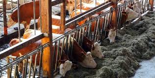 Dairy farming in india is a very popular and profitable agribusiness. Dairy Farming Plan In India A Full Guide Asia Farming