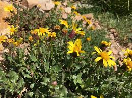Image result for Senecio mariettae