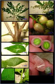 Image result for Clausena