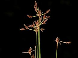 Image result for Bulbostylis hispidula