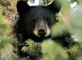 Warm Days Bringing Colorado S Bears Out Of Hibernation Early American Black Bear Black Bear Bear