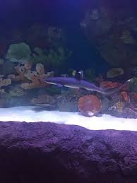 Via Aquarium Schenectady 2020 All You Need To Know Before You Go With Photos Tripadvisor