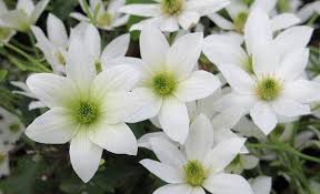 Clematis Michiko Evpo044 N Boulevard Waldrebe 60 80 Cm Weisse Blute Clematis Waldreben Kubelpflanzen