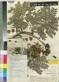 Image result for Bussea xylocarpa