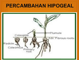 Proses perkecambahan ditandai dengan munculnya radikula atau plumula dari dalam biji. Eksperimen 3