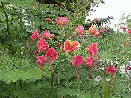 Caesalpinia pulcherrima is native to the west indies but was introduced to, and is commonly found in, texas, arizona, california, and florida. Caesalpinia Pulcherrima Dominica Botanic Gardens