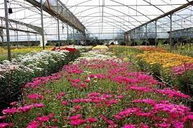 1948 zamboanga city lost the status of being the biggest city in area in the world when the island of basilan was given independence and was converted into a province. Flowers Farm In Zamboanga City Beautiful Zamboanga Facebook