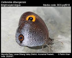 Image result for Bertiera angusiana