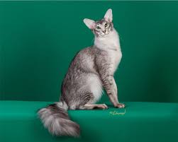 Image result for Salacia orientalis